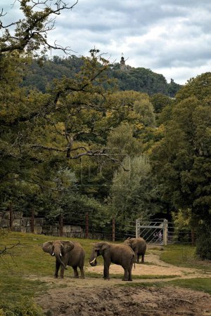 Téléchargez les photos : Une verticale d'éléphants dans un zoo sur une colline boisée sombre jour en arrière-plan - en image libre de droit