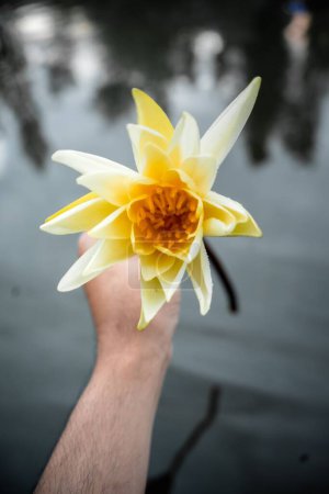 Téléchargez les photos : Gros plan de la main d'un homme tenant une fleur de Nymphaea Mexicana au-dessus du lac Dal à Srinagar - en image libre de droit