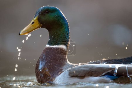 Photo for A closeup shot of a mallard duck (Anas platyrhynchos) swimming in the waters on the blurred background - Royalty Free Image