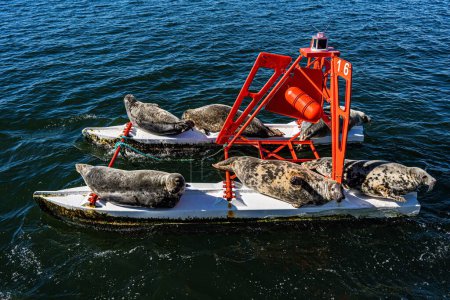 Téléchargez les photos : Un groupe de phoques bronzant sur des shorboards sur un paysage marin ensoleillé en Écosse - en image libre de droit