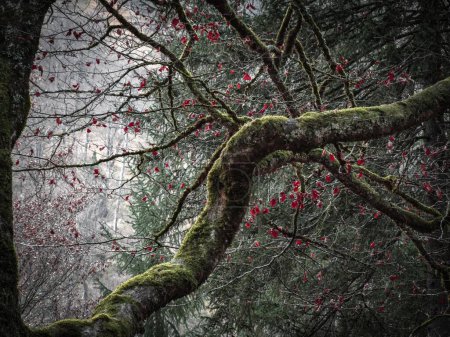 Foto de La vista de ramas retorcidas cubiertas de líquenes crea una vista ambiental impresionante - Imagen libre de derechos