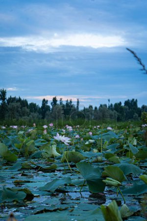 Téléchargez les photos : Une belle vue sur le lac Dal recouvert de fleurs de lotus indien fleuri avec des arbres en arrière-plan - en image libre de droit