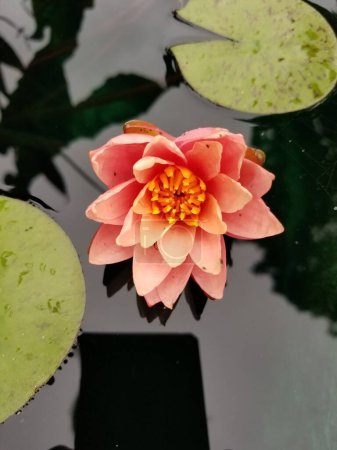 Foto de Un primer plano vertical de un lirio de agua tetraédrico naranja (Nymphaea tetragona) - Imagen libre de derechos