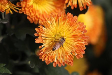 Téléchargez les photos : Gros plan d'une abeille recueillant le pollen d'une fleur orange - en image libre de droit