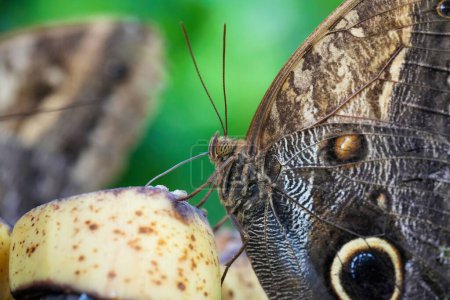 Téléchargez les photos : Un gros plan d'un beau hibou brun papillon sur une plante - en image libre de droit