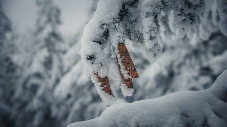 Photo for A closeup shot of a spruce tree branch with cones covered in snow on a cold winter day - Royalty Free Image