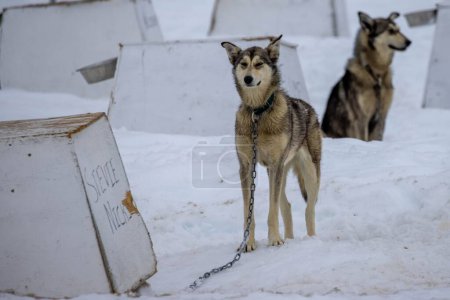 Foto de Los perros de trineo en las perreras en el campo nevado - Imagen libre de derechos