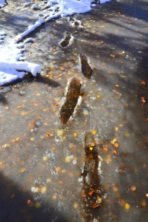 Foto de Un plano vertical de pisadas sobre una superficie de hielo derretida con hojas amarillas debajo del hielo - Imagen libre de derechos