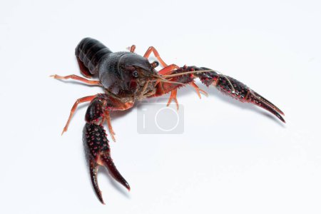 Foto de Un primer plano de un cangrejo Procambarus clarkii sobre un fondo blanco - Imagen libre de derechos