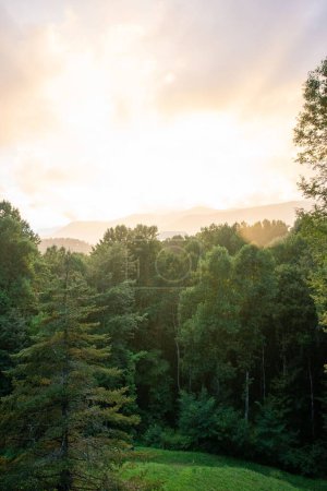 Photo for A vertical shot of trees in a forest during the sunrise - Royalty Free Image