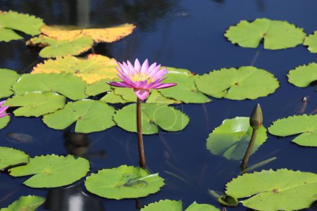 Foto de Un primer plano de una flor de lirio acuático tropical pigmeo púrpura con hojas de loto en la superficie del agua - Imagen libre de derechos