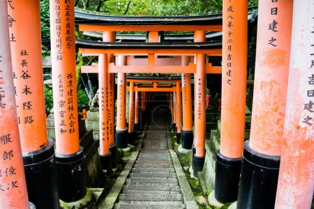Photo for A vertical shot of a path under red torii gates in Kyoto Japan with trees in the background - Royalty Free Image