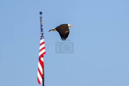 An aerial shot of two US symbols: the bald eagle flying in the sky and the states flag