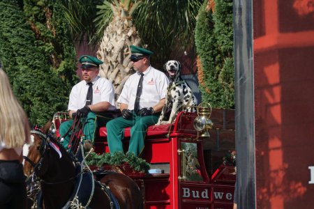 Téléchargez les photos : Un gros plan de chevaux Clydesdale tirant le chariot Budweiser à Orlando, Floride - en image libre de droit