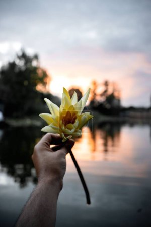Téléchargez les photos : Gros plan de la main d'un homme tenant une fleur de Nymphaea Mexicana au coucher du soleil sur un lac - en image libre de droit