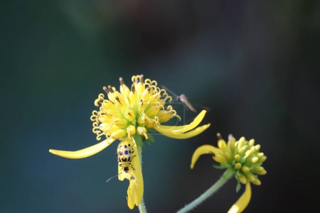 Téléchargez les photos : Gros plan d'un scarabée tacheté du concombre sur une fleur de tige d'aile jaune - en image libre de droit
