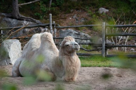 Photo for A white domestic Bactrian camel laying on the ground in the zoo - Royalty Free Image