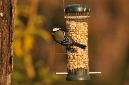 Photo for A closeup of a cute great tit on a bird feeder - Royalty Free Image