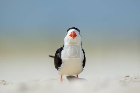 Photo for A black skimmer perched on a sandy beach on the blurry background of the blue sky - Royalty Free Image