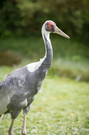 Photo for A vertical side closeup of white-naped crane on the grass blurred background - Royalty Free Image