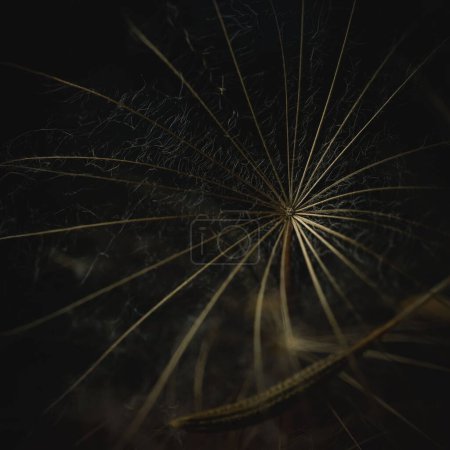 Foto de Una vista de cerca de la flor en forma de estrella aislada sobre el fondo negro - Imagen libre de derechos