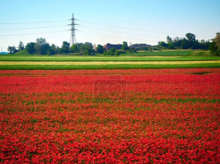 Téléchargez les photos : Une vue panoramique du champ de tulipes rouges par une journée ensoleillée - en image libre de droit