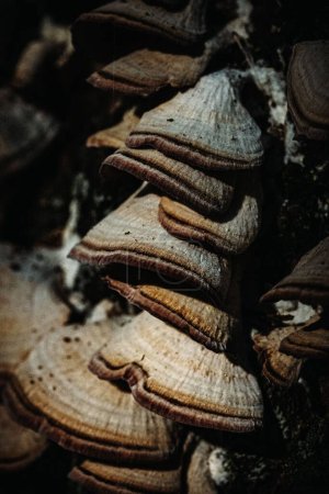Foto de El macrodisparo vertical del hongo cola de pavo creciendo uno encima del otro - Imagen libre de derechos