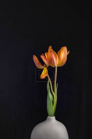 Foto de Un plano vertical de dos tulipanes anaranjados florecidos con hojas verdes, en un jarrón blanco, sobre un fondo negro, el concepto de transitoriedad - Imagen libre de derechos