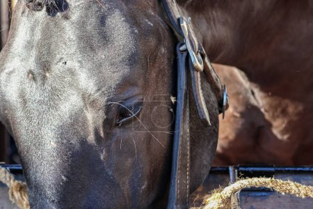 Foto de Un primer plano de un caballo de color marrón oscuro en la Feria Nacional del Caballo 2022 en Golega, Portugal. - Imagen libre de derechos