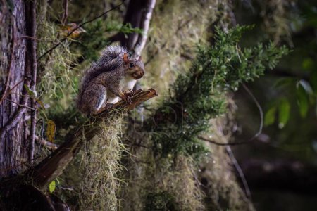 Téléchargez les photos : Écureuil gris de Pâques (Sciurus carolinensis) sur une branche - en image libre de droit