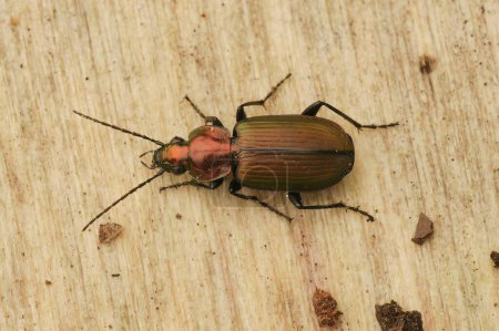 Téléchargez les photos : Un cliché macroscopique du scarabée terrestre (Agonum sexpunctatum) - en image libre de droit