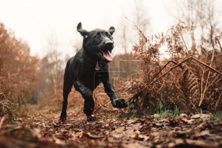 Foto de Un lindo cachorro negro Labrador corre en el parque de otoño en el campo - Imagen libre de derechos