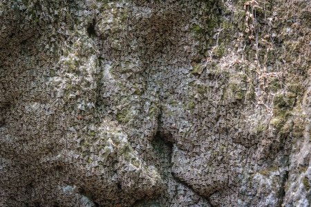 Téléchargez les photos : Un gros plan de centaines de papillons accrochés aux rochers dans la vallée des papillons sur l'île de Rhodes, en Grèce - en image libre de droit