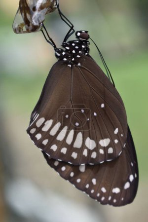 Foto de El sueño de una mariposa - Imagen libre de derechos