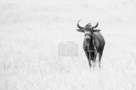 Photo for The facial expression of a Black Wildebeest when making a moaning and explosive snorting sound. - Royalty Free Image