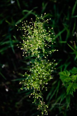 A vertical closeup of Alisma subcordatum, the American water plantain on the green background.