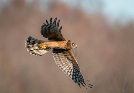 Photo for A closeup shot of a Northern harrier with yellow claws flying in the air on an isolated background - Royalty Free Image