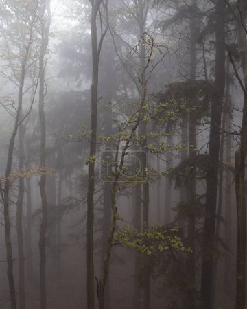 Foto de Un disparo vertical de un bosque verde en las montañas Beskydy, República Checa en un día de niebla - Imagen libre de derechos