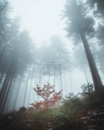 Photo for A forest surrounded by dense trees during fog - Royalty Free Image