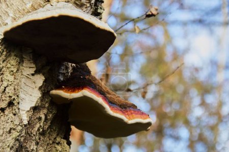 A closeup of the red-belted conk on the tree against the blurred background
