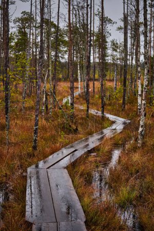 Téléchargez les photos : Un plan vertical du sentier en bois entre les arbres dans la forêt verte - en image libre de droit