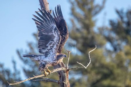 Téléchargez les photos : 1ère année American Bald Eagle pêche dans un étang de la Nouvelle-Angleterre - en image libre de droit