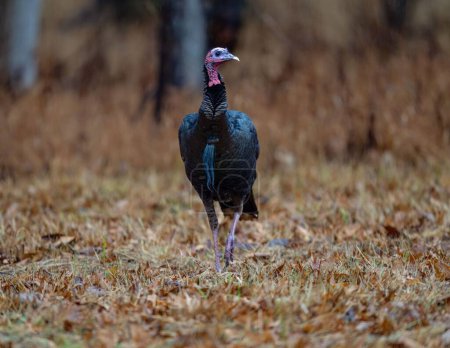 Photo for A selective focus shot of wild turkey in its natural environment - Royalty Free Image