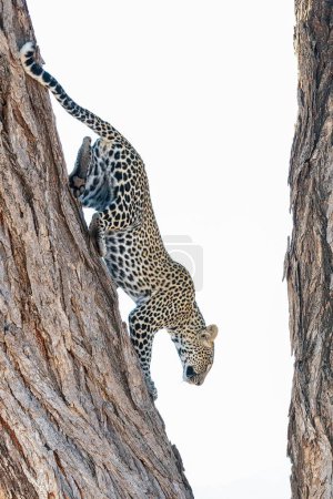 Foto de Un leopardo caminando sobre un tronco de árbol - Imagen libre de derechos
