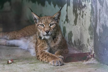 Photo for A front closeup of an Eurasian lynx sitting on the ground indoors - Royalty Free Image