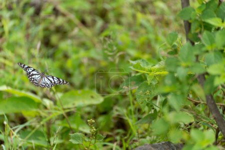 Foto de Un selectivo de un tigre azul (Tirumala limniace) mariposa en la vegetación - Imagen libre de derechos
