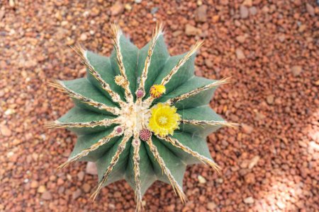 Photo for A top view of blooming yellow flowers of cactus plants on pumice - Royalty Free Image