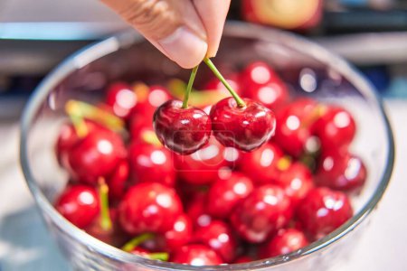 Photo for A closeup of human fingers holding cherries above the bowl of wet red plump juicy cherries - Royalty Free Image