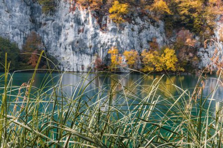 Foto de Una vista de las plantas verdes sobre el fondo de un lago y un acantilado en el parque nacional de los lagos de Plitvice - Imagen libre de derechos
