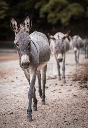 Foto de Un primer plano vertical de burros caminando por el polvoriento camino borroso fondo oscuro - Imagen libre de derechos